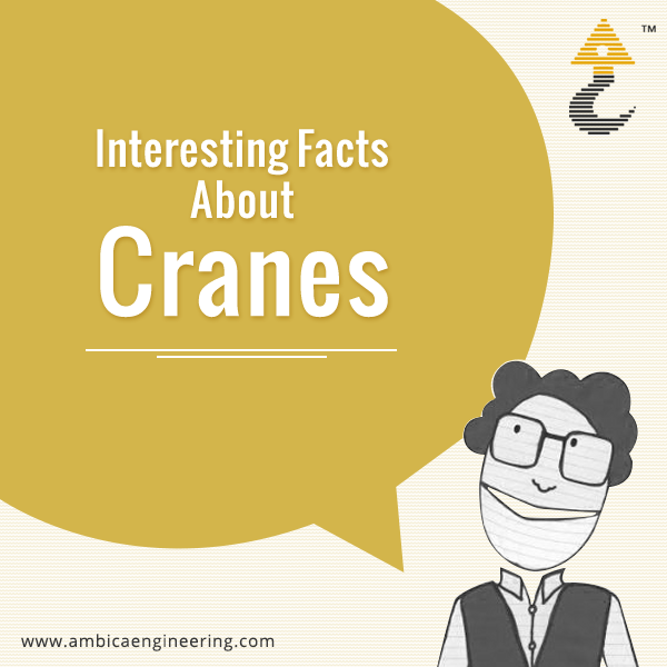What Are Some Interesting Facts About Cranes?